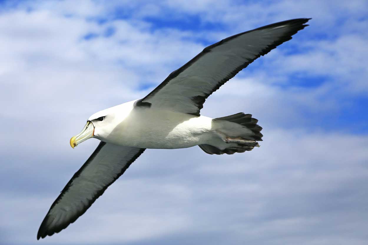 Nareeta Martin - Albatros
